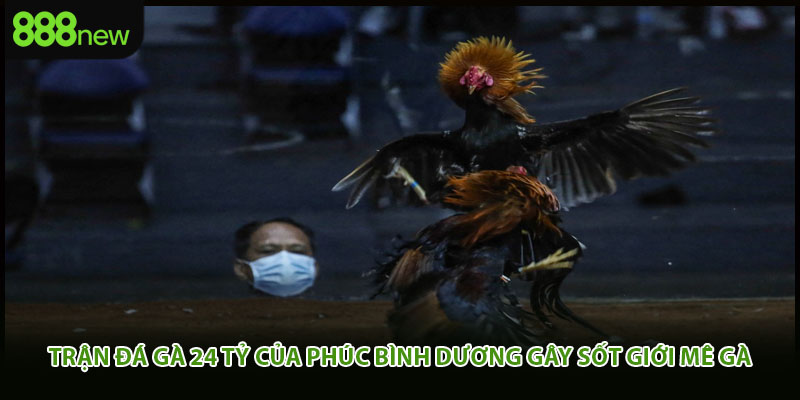 Trận Đá Gà 24 Tỷ Của Phúc Bình Dương Gây Sốt Giới Mê Gà